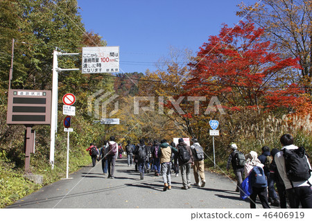 在Tanigawadake的秋葉（在Tanigawadake山脈博物館附近的上坡） 46406919