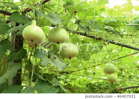 Calabash bottle gourds on a vine 46407031