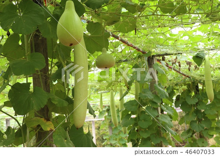 winter melon in farm winter melon in farm 46407033