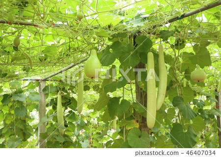 winter melon in farm winter melon in farm 46407034