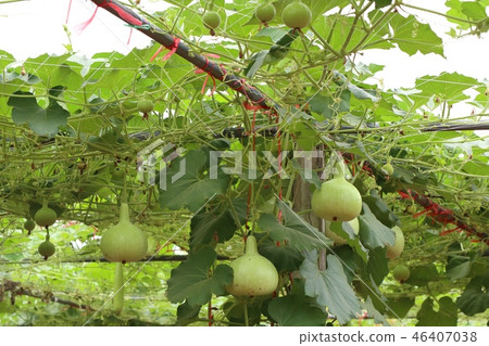 Calabash bottle gourds on a vine 46407038