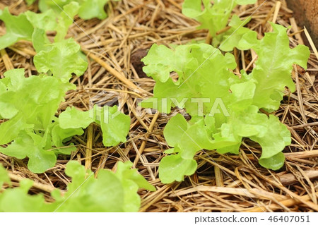 Early cabbage in farm 46407051