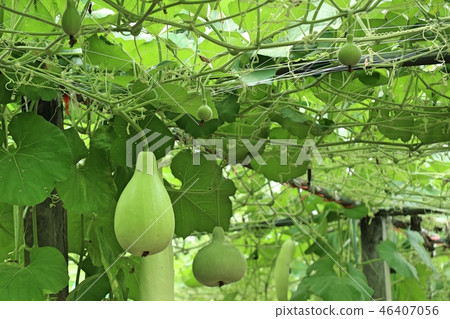 Calabash bottle gourds on a vine 46407056