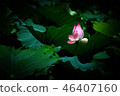 Pink lotus is in the lotus leaf. 46407160