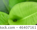 Green leaves for background. 46407161