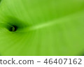 Green leaves for background. 46407162