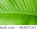 Green leaves for background. 46407163