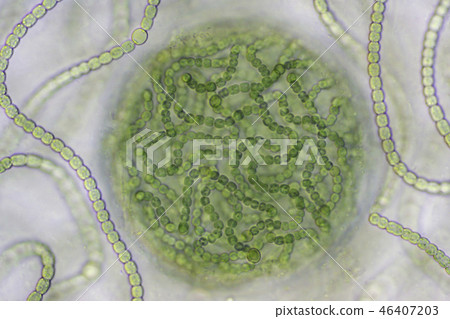Biological pattern 46407203