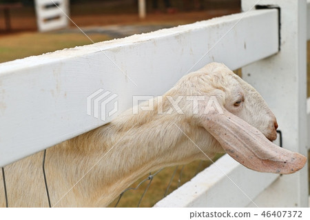 Goat in the zoo Goat in the zoo 46407372