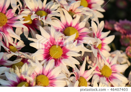 Chrysanthemum flower in tropical Chrysanthemum flower in tropical 46407403