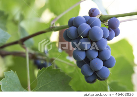 bunch of grapes 46408026