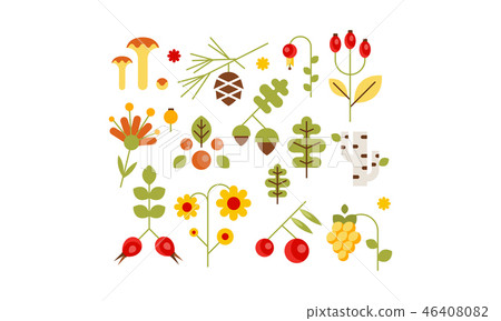 Collection of forest design elements, botanic signs, herbs, mushrooms, berries, tree leaves, flowers 46408082