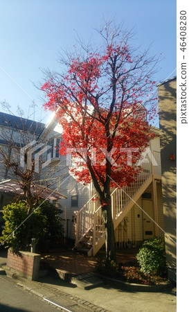 Autumn leaves and white stairs 46408280