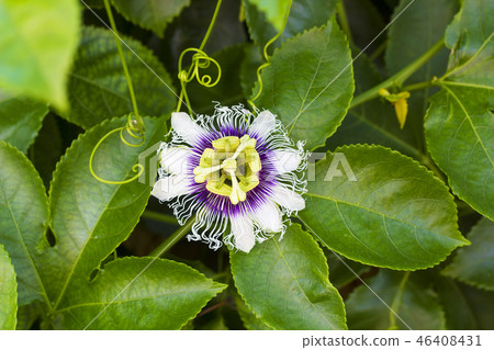 White with purple flower Passiflora edulis White with purple flower Passiflora edulis 46408431