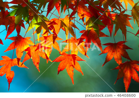 Autumn colors Autumn colors 46408600