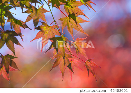 Autumn colors Autumn colors 46408601