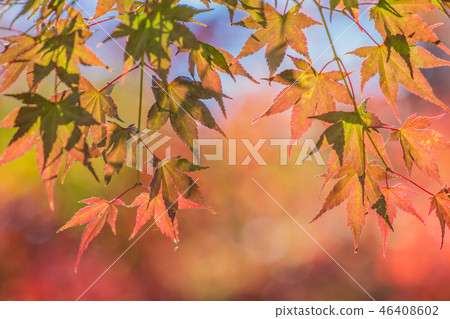 Autumn colors 46408602