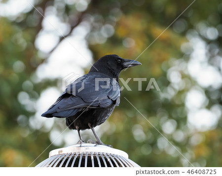 Hermopotus glass 46408725