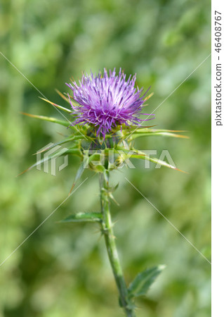 Milk thistle 46408767