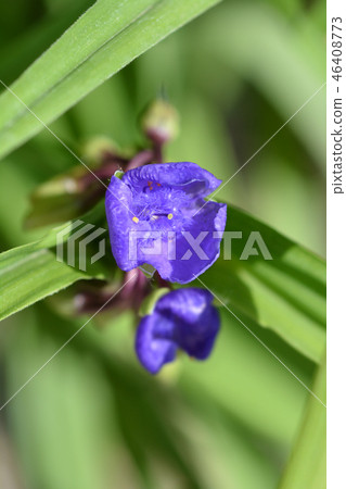 Spiderwort flower 46408773