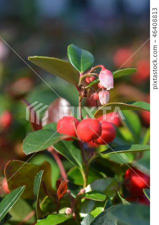 American wintergreen American wintergreen 46408813