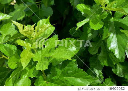 Mulberry leaves 46409082