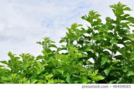 桑樹 46409083