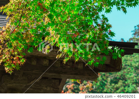 Temple and maple trees 46409201