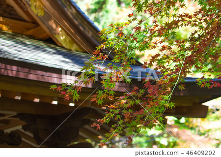寺廟和楓樹 寺廟和楓樹 46409202