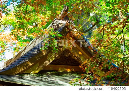 寺廟和楓樹 寺廟和楓樹 46409203