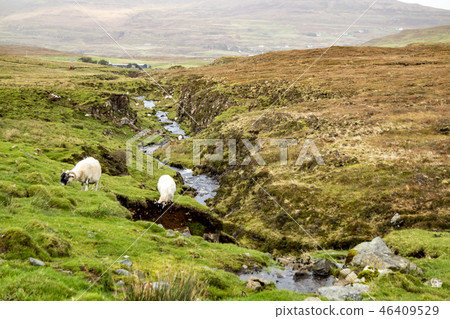 Sheep grazing along a ditch in the scottish highlands. 46409529