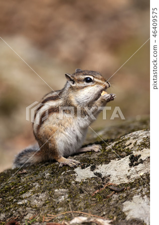松鼠 松鼠 46409575