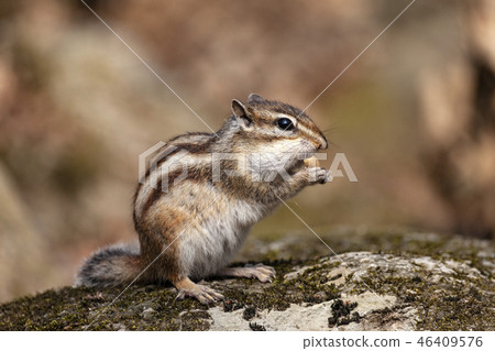 松鼠 松鼠 46409576
