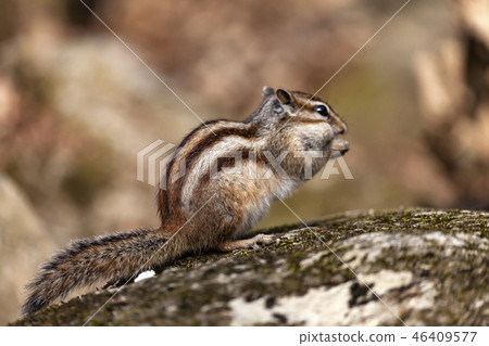 松鼠 松鼠 46409577
