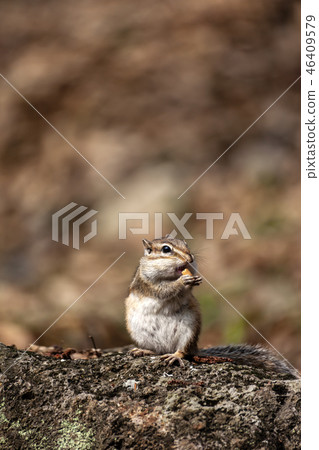 松鼠 松鼠 46409579