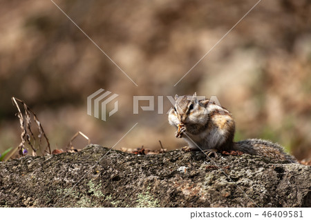 松鼠 松鼠 46409581