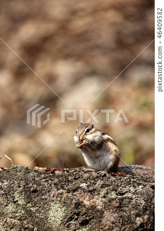 松鼠 松鼠 46409582