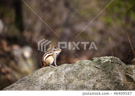 松鼠 松鼠 46409587