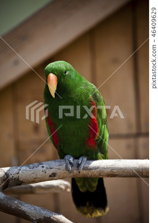 parrot parrot 46409629