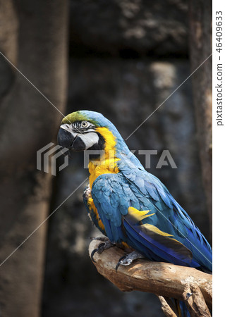 parrot 46409633
