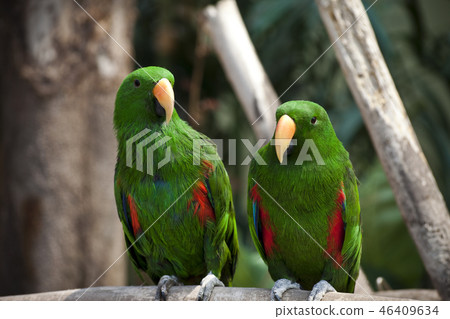 parrot parrot 46409634