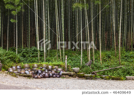 bamboo 46409649