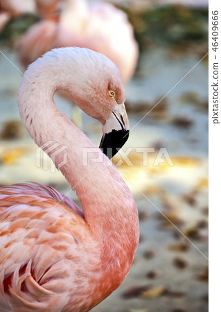 Flamingo 46409666