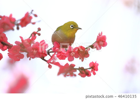 紅李子和白尾鹿 紅李子和白尾鹿 46410135