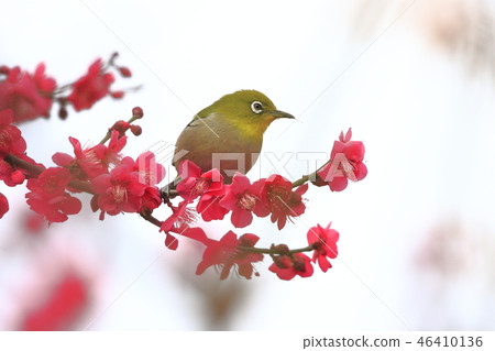 紅李子和白尾鹿 紅李子和白尾鹿 46410136