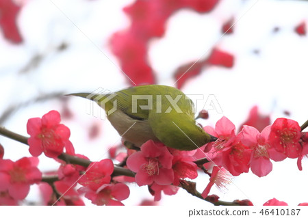 紅李子和白尾鹿 46410187