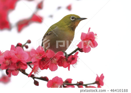 紅李子和白尾鹿 紅李子和白尾鹿 46410188