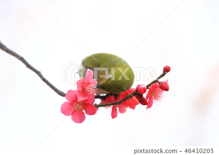 Red plum and whitetail 46410205