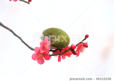 紅李子和白尾鹿 46410206