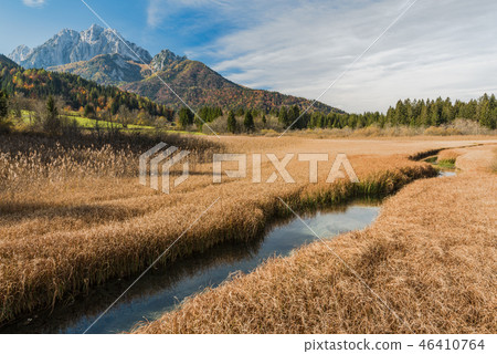 Beautiful sunny day at Zelenci, yellow fall Beautiful sunny day at Zelenci, yellow fall 46410764